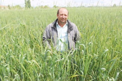 Mayıs Yağmurları Üreticinin Yüzünü Güldürdü