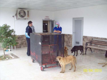  Köpekler aşılandı ve kısırlaştırıldı