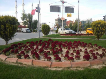 Belediye Kış Çiçeklerini kendisi yetiştiriyor