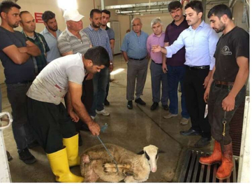 Uygulamalı Kurban kesimi dersleri verildi
