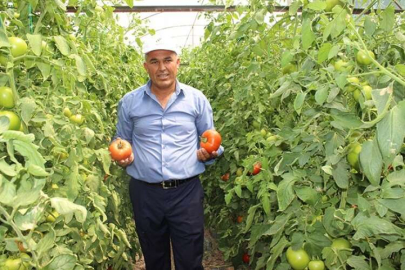 “ Domates zarar ediyor”