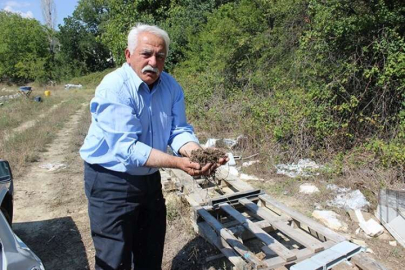 Alâaddin’ de arı katliamı