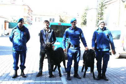 Jandarma hırsızlara göz açtırmıyor