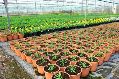 Korkuteli’nin çiçeği Muğla’dan geliyor