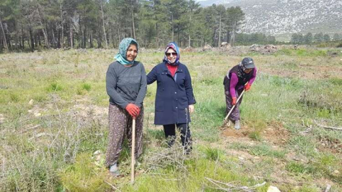 Orman işletmeden fidan bakım çalışması