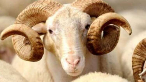 İlçe Sağlık Kurban öncesi uyardı