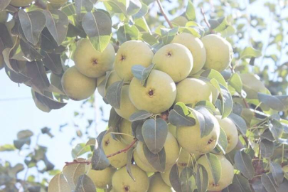 Coğrafi İşaret etiketleri Korkoop’ta