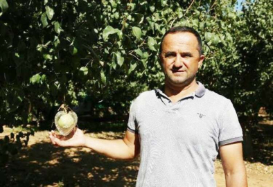 Kalp şeklinde armut İtalyan basınında