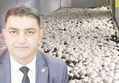 ‘Bol bol kültür mantarı tüketelim’