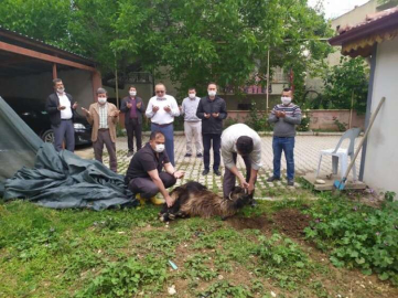 Korkuteli’de şükür kurbanı kesildi