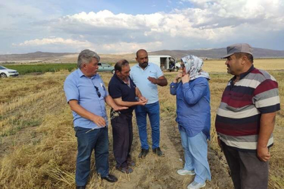 Yapılmışev ve ekibi anason hasadına katıldı