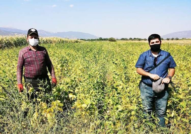 Yerli tohum çiftçinin yüzünü güldürdü