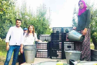 Karyağdı Armudu hasadına dikkat