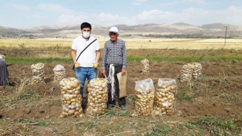 Taşkesiğinde yerli patates hasadı yapıldı