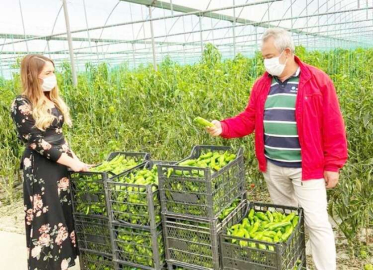 Yayla seracılığında hasat devam ediyor