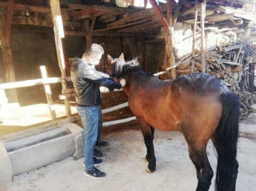  At ve eşeklere mikroçip takılıyor