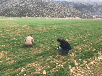  TARIM İLÇE HUBUBAT ALANINI İNCELEDİ