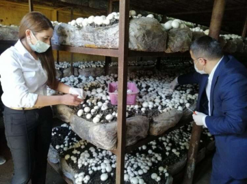  KAYMAKAM ÇİMŞİT MANTAR HASATINA KATILDI