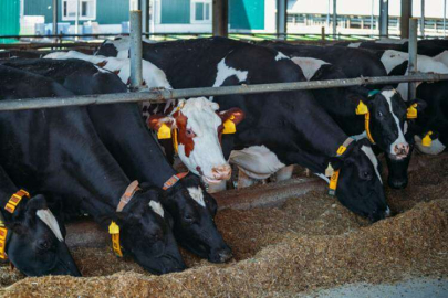   BÜYÜKŞEHİR’DEN HAYVANCILIĞA BİR DESTEK DAHA