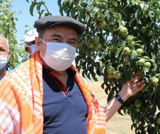 ATA TOHUMU BUĞDAYLAR  BAŞAK VERMEYE BAŞLADI 