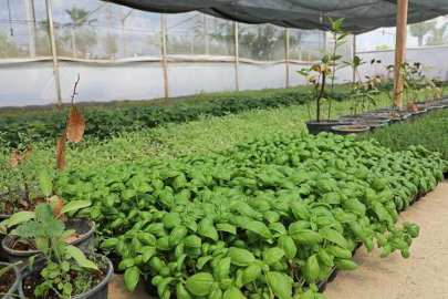  BÜYÜKŞEHİR, ÇİFTÇİYE DESTEK İÇİN TIBBİ VE AROMATİK BİTKİ ÜRETİYOR 