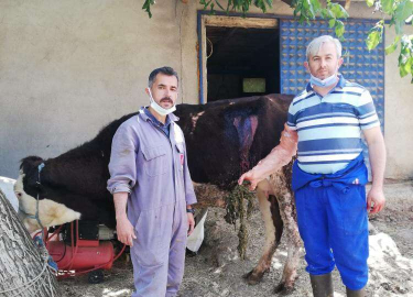  İNEĞİN KARNINDAN 2 KİLO AĞIRLIĞINDA URGAN ÇIKTI   