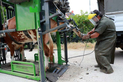  BÜYÜKŞEHİR’DEN BESİCİLERE DESTEK