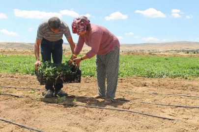 BÜYÜKŞEHİR'DEN KORKUTELİLİ   ÇİFTÇİLERE ÇİLEK FİDESİ DESTEĞİ