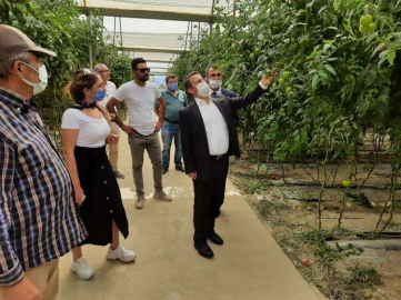 KAYMAKAM ÇİMŞİT DOMATES VE BİBER HASADINA KATILDI