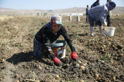  FAYDALI BÖCEK ÜRETİMİNDE KULLANILACAK