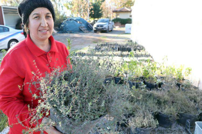 YANGIN BÖLGESİNİN TOHUMLARI YEŞERMEYE BAŞLADI