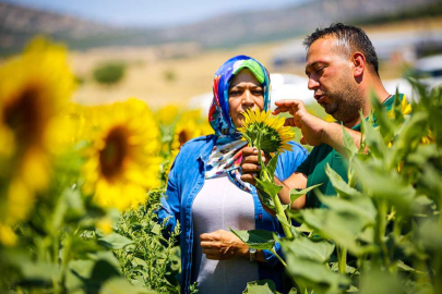 Büyükşehir’in Verdiği Ayçiçek Tohumları Çiçek Açtı