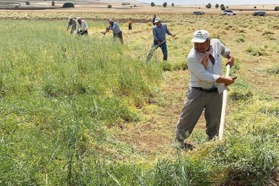 Üreticiye Fiğ Tohumu Dağıtılacak