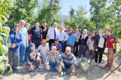 Kaymakam Üçüncü Karyağdı armudu hasadında