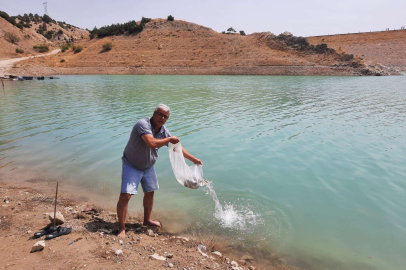 Korkuteli göletlerine 83 bin adet sazan yavrusu bırakıldı