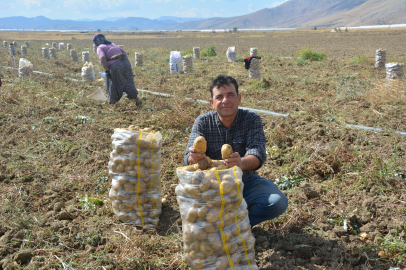 Yaylada patates hasadı sona erdi