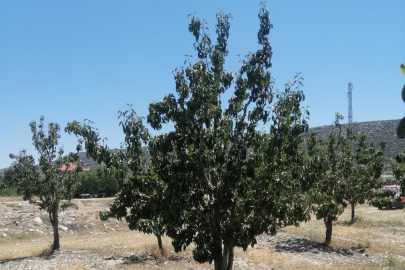 Bahçesini sulayamayan Korkutelili çiftçiler isyanda