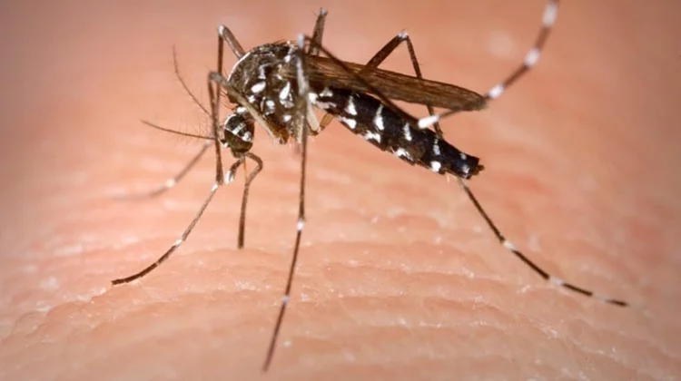 Sivrisinekle mücadele bitti
