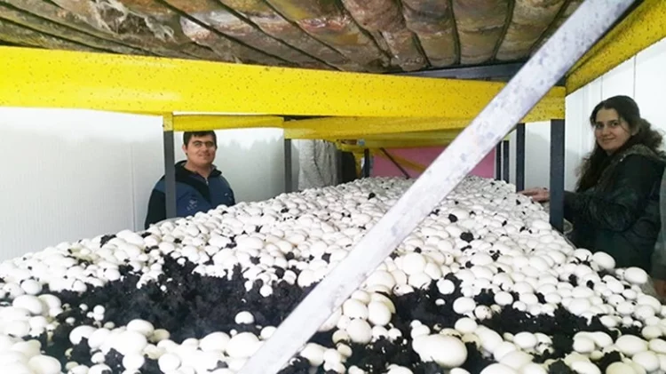 MYO ilk mantar hasadını yaptı